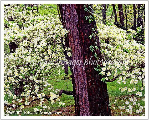 450391   Flowering Dogwoods in Bernheim Aboretum, Kentucky 
